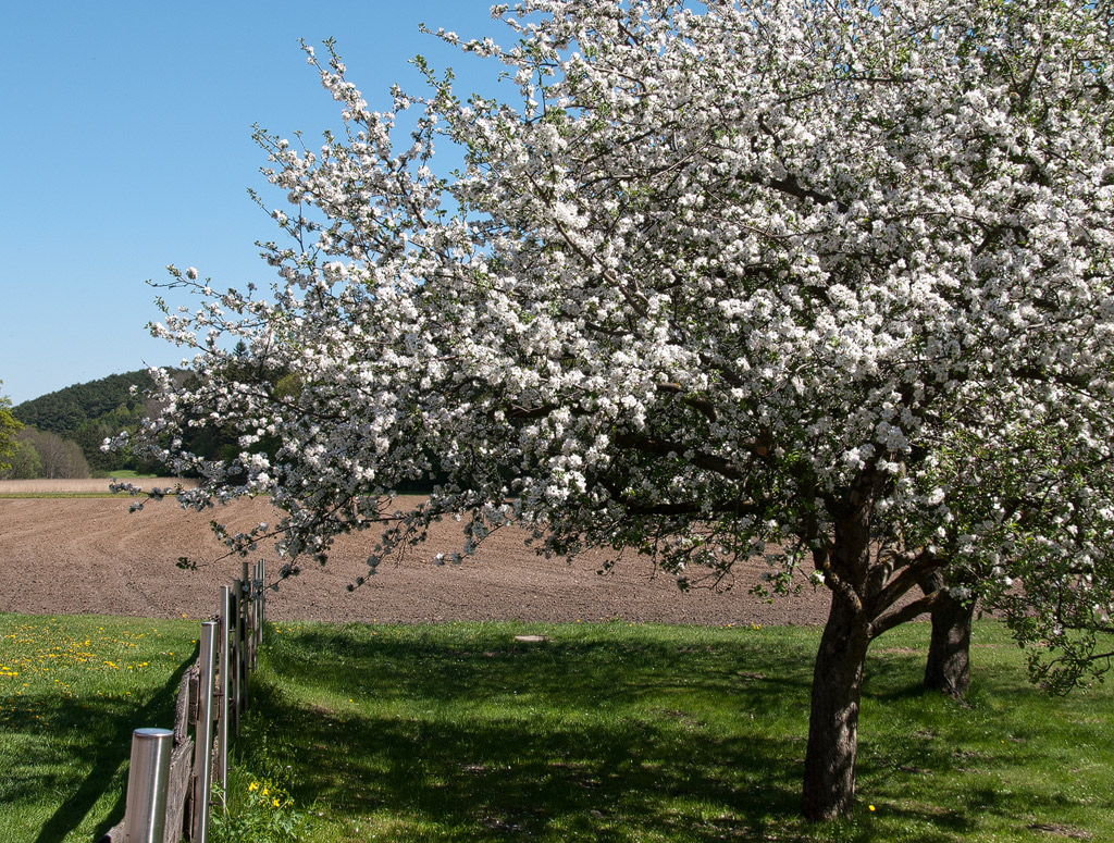 Apfelbaum